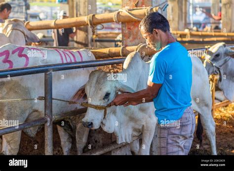 philippine livestock|cattle for sale in philippines.